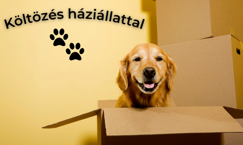 Költözés háziállattal | © Self Store